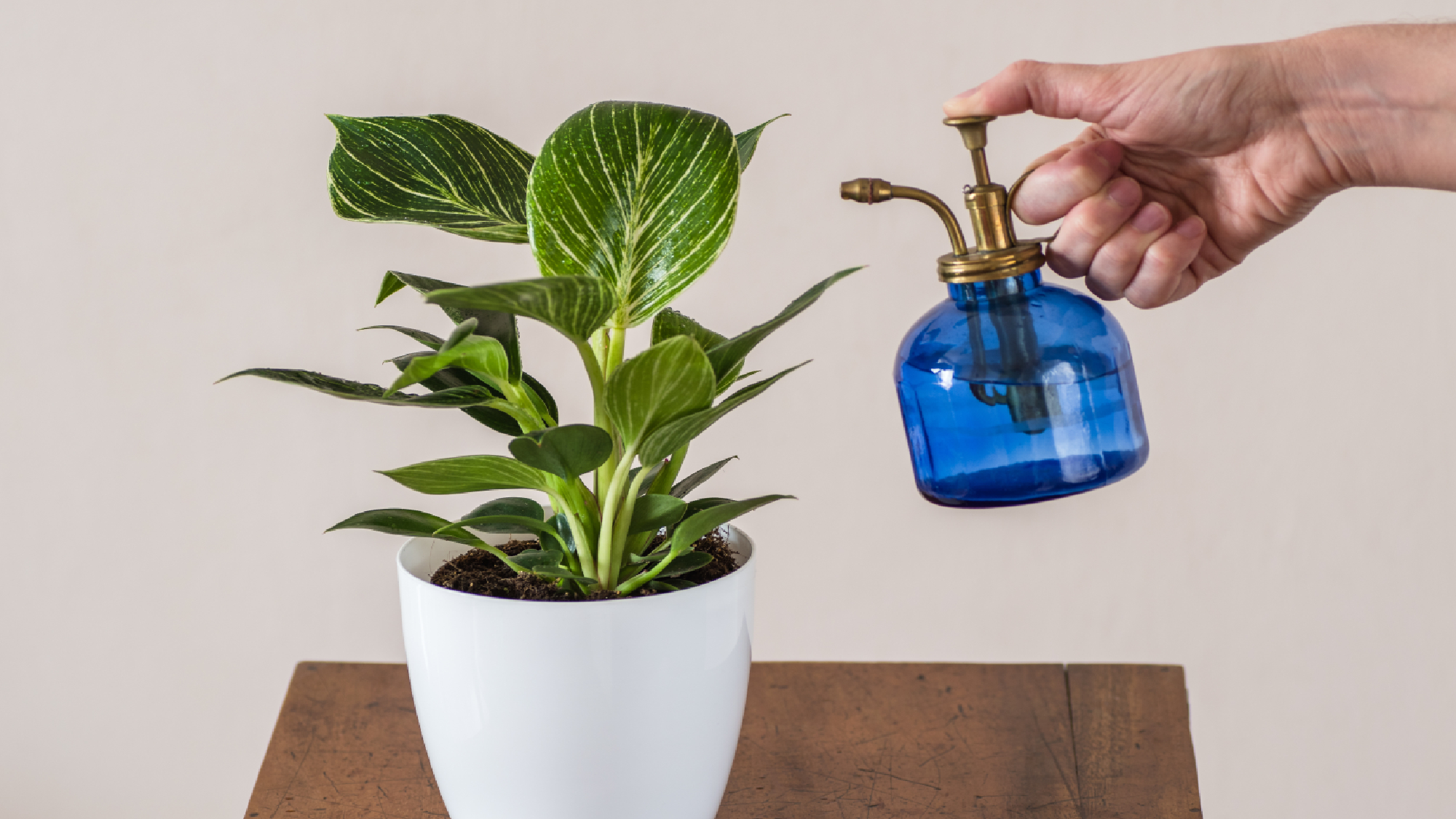 Philodendron being misted