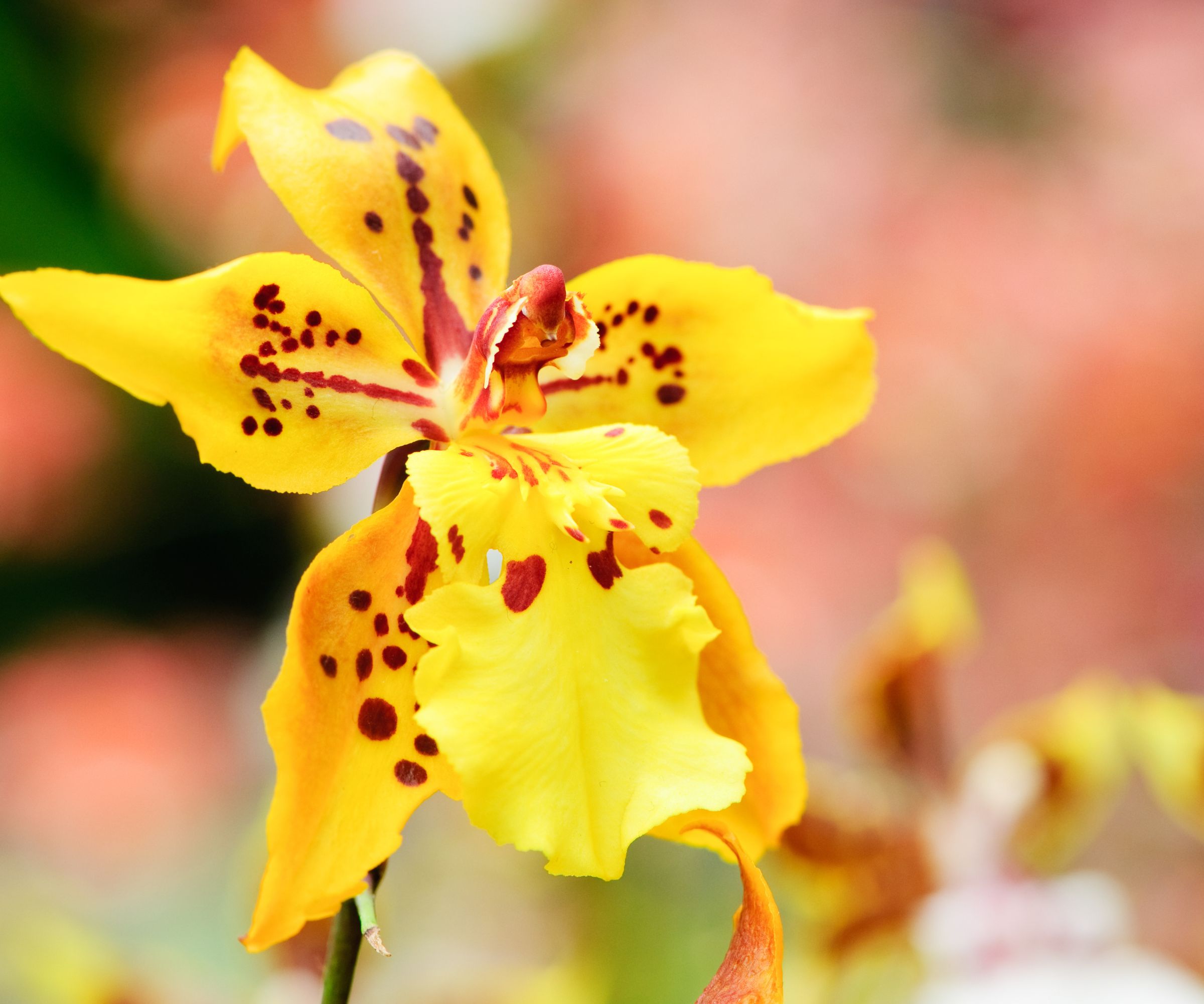 Yellow oncidium orchid with a colorful out of focus background for copy space.