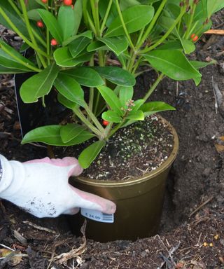 A gardener checking the depth of the planting hole before planting a shrub