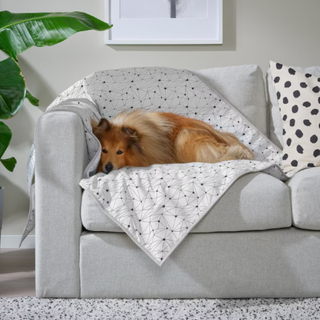 A dog lying on a blanket on a sofa