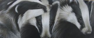 Badgers by Clare Shaughnessy