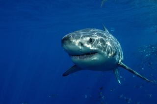 Great white shark swimming.