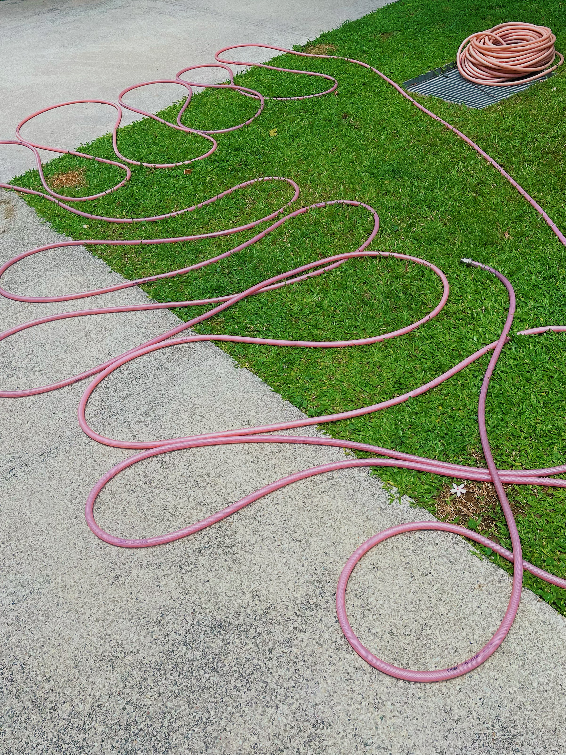 A pink garden hose on a patch of grass