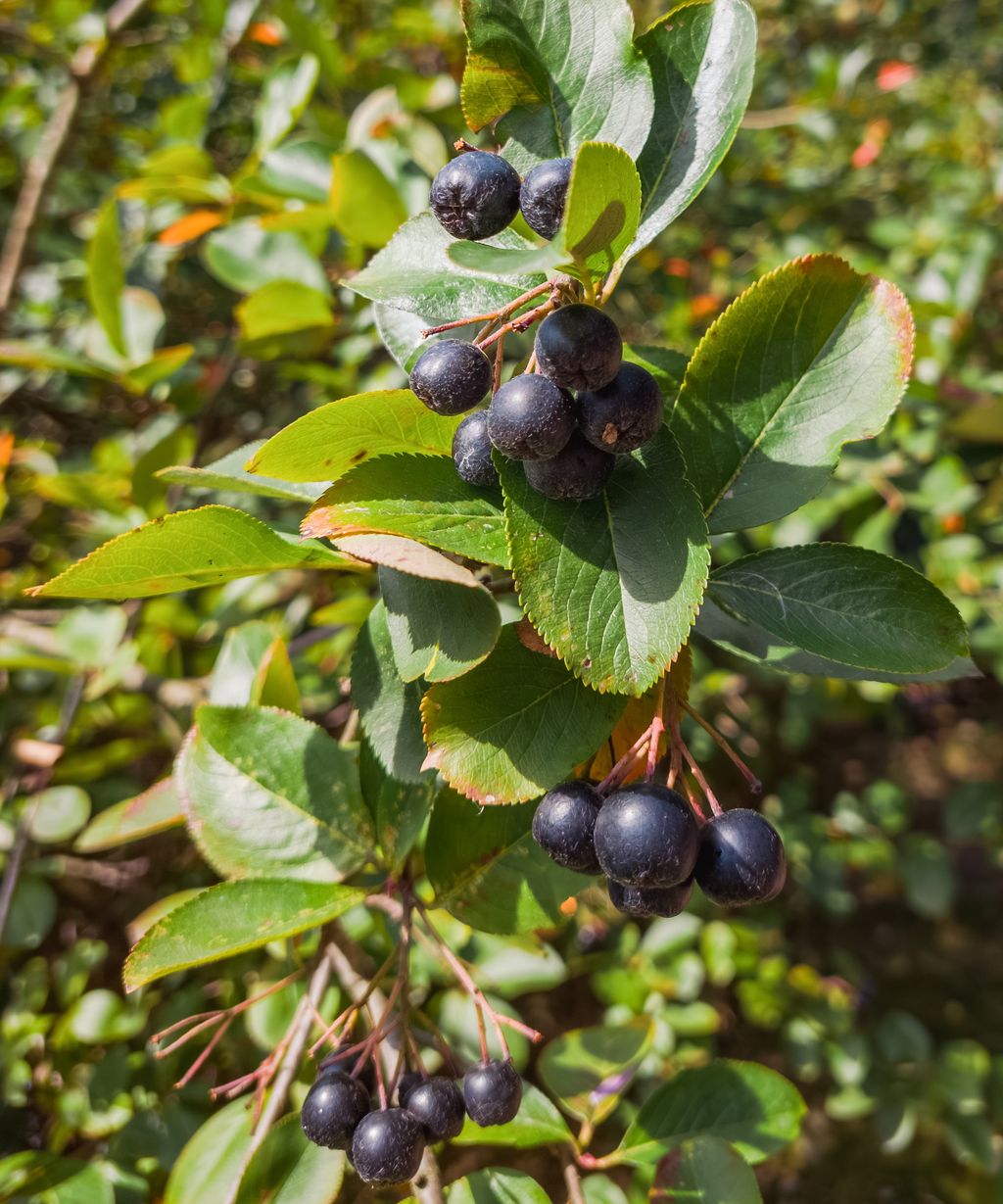 How To Grow Aronia Berries From Planting To Harvesting Homes And Gardens