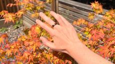 Grace Walsh wearing the Oura Ring 5, holding it against orange tree in garden