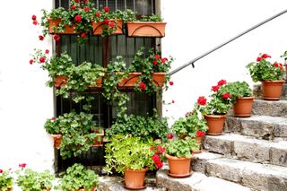 mediterranean garden ideas: pelargoniums in pots up steps