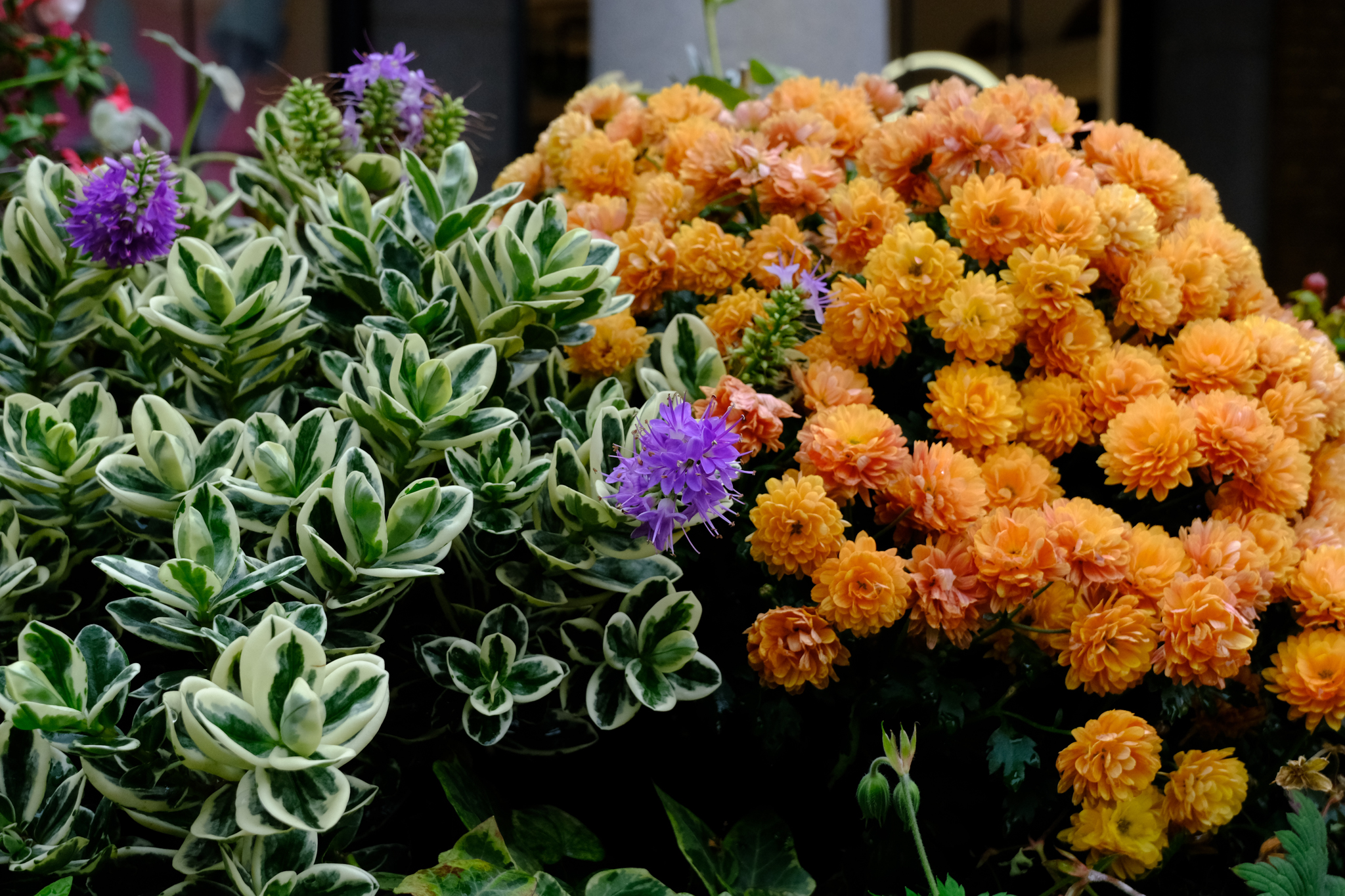 A photo taken on a Fujifilm X-T30 III camera