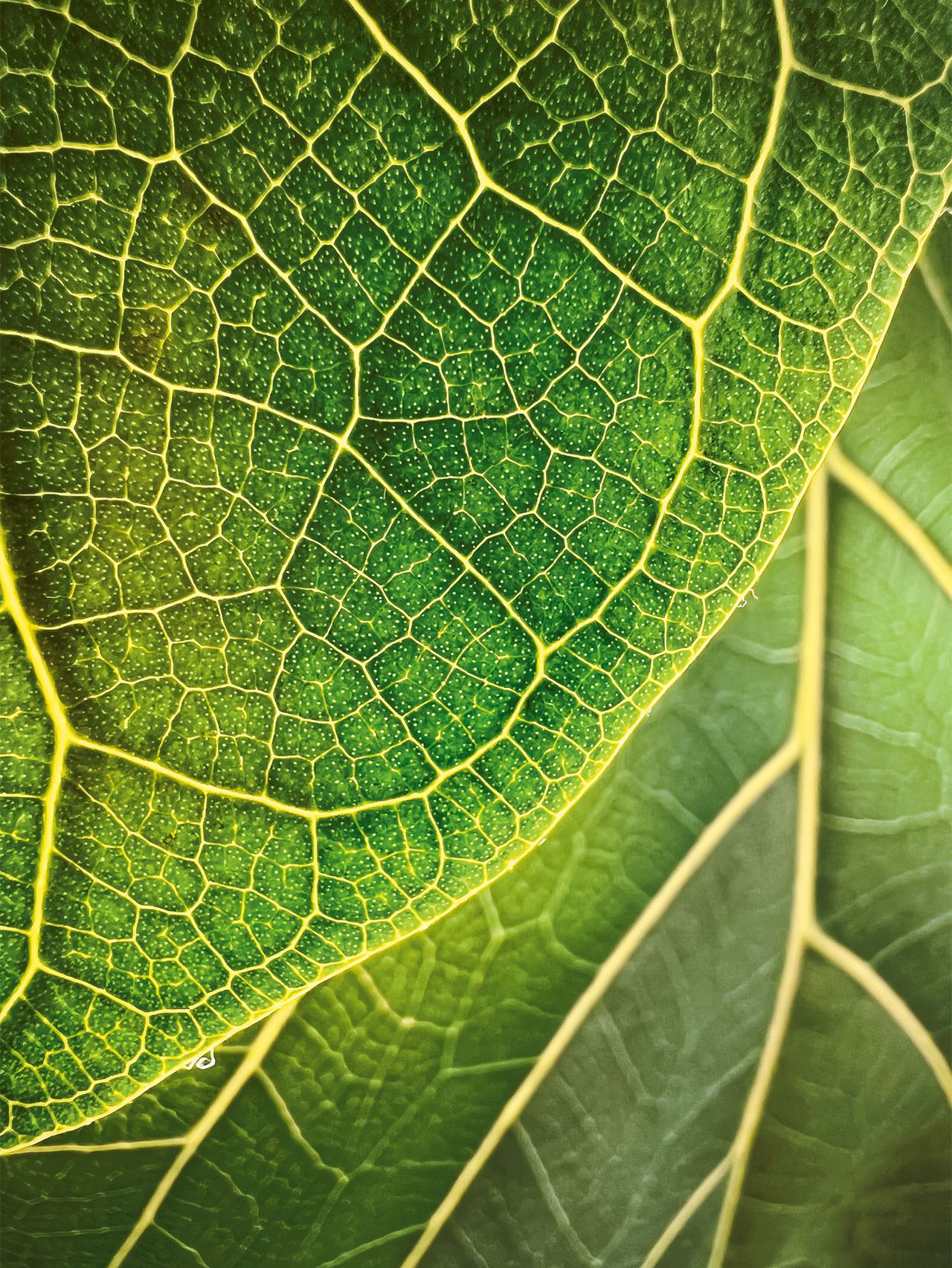 Leaf Illumination. iPhone 13 Pro