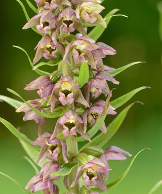 Epipactis helleborine orchid flowers