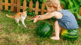 A young child offering a kitten some watermelon