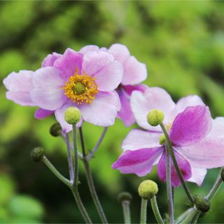 Light pink and white Japanese Anemones