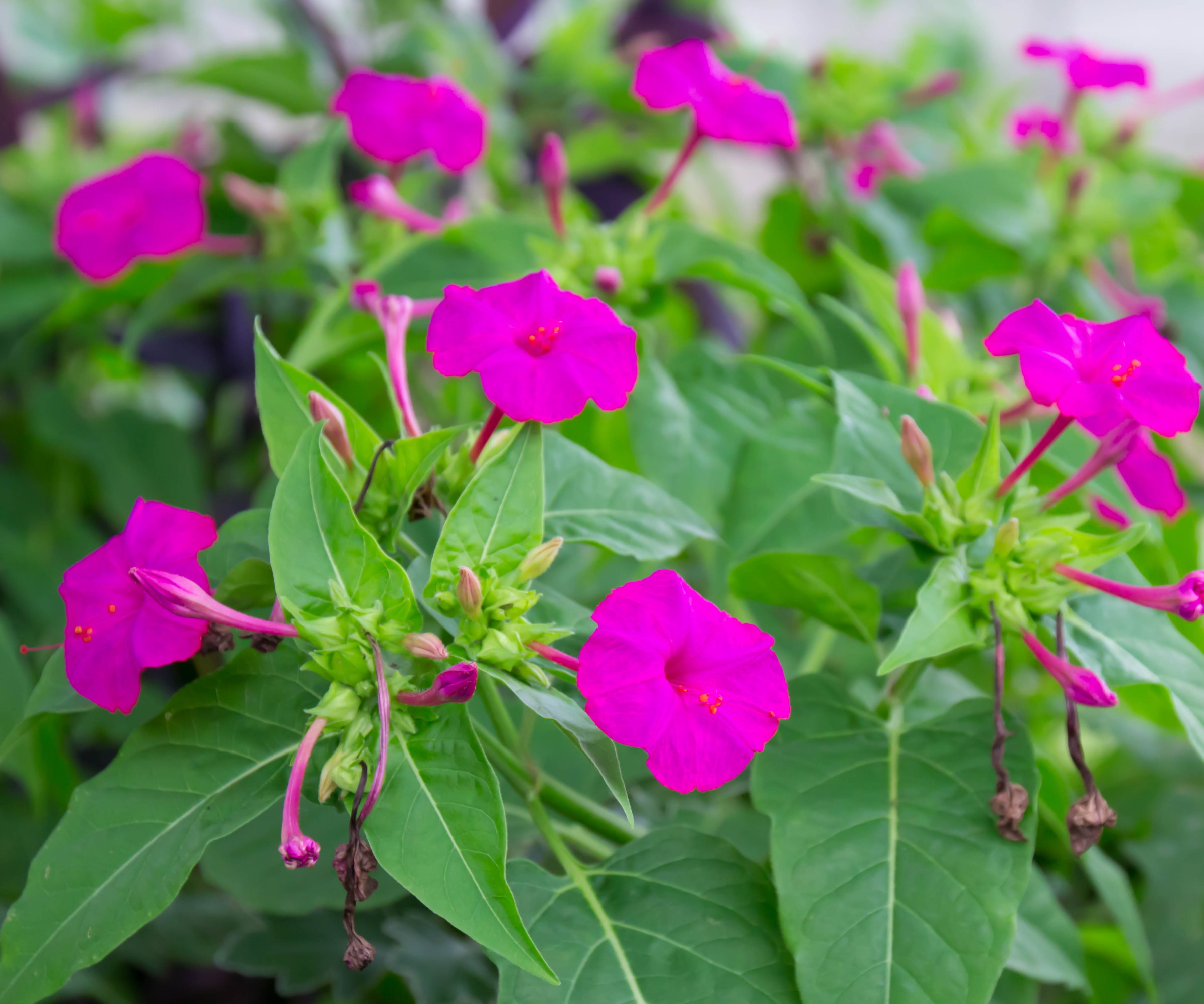 Pink flowering four o&#039;clock plants