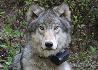 Radio-collared wolf