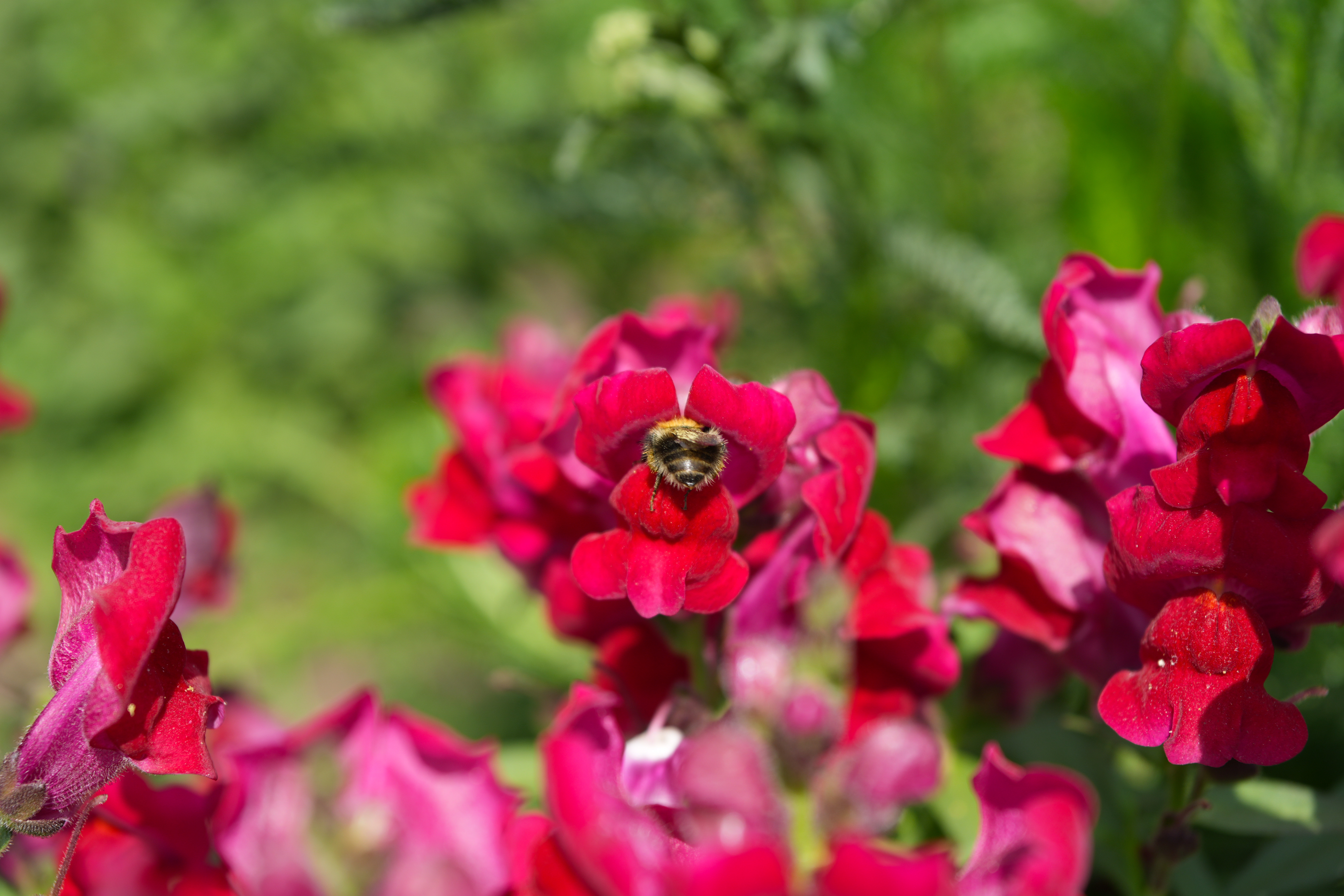 A bee crawling into a red flower