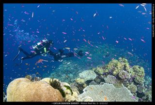 Scuba diver in Great Barrier Reef
