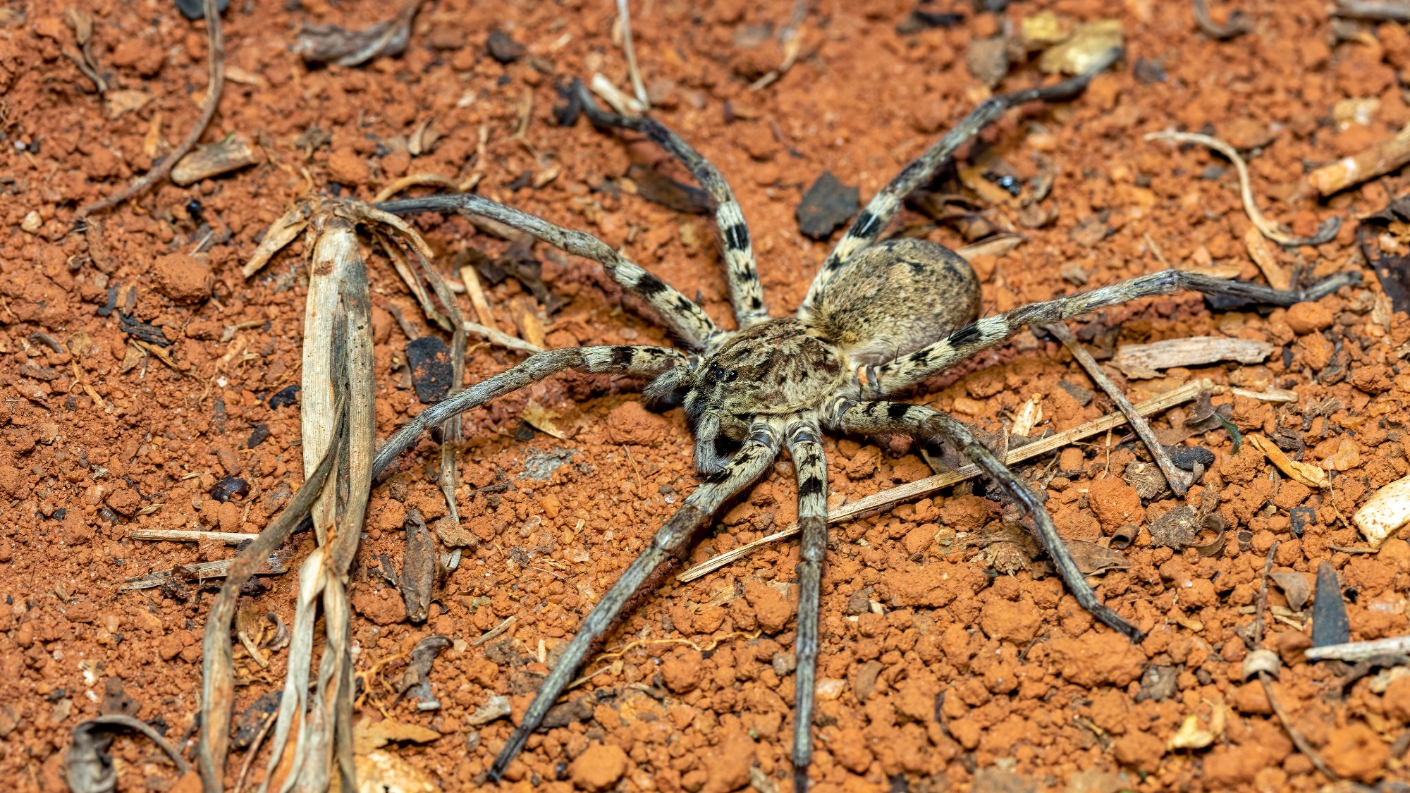 Wolf spider