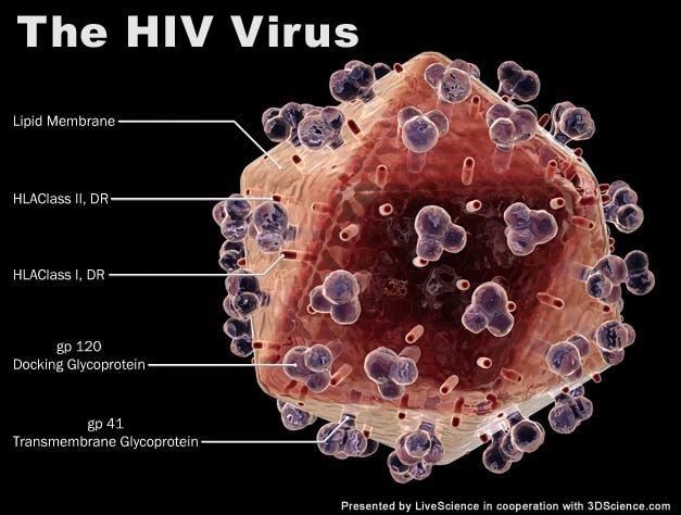 Inside Look How Viruses Invade Us Live Science