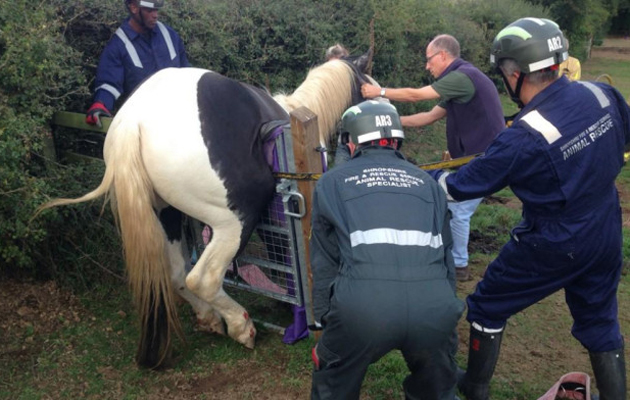 horse-rescue.jpg