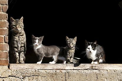 Hundreds of feral cats are taking over a tiny New York island