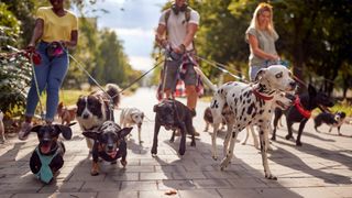 three people walking several dogs