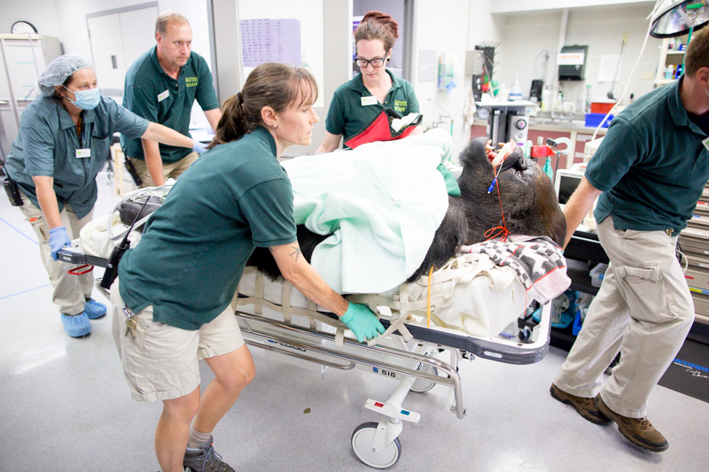 After Gorilla Surgery