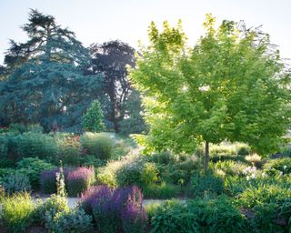 profuse planting in a summer garden