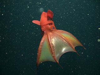 A vampire squid alone on black background