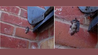 photos show an adult bat entangled in the web of a noble false widow