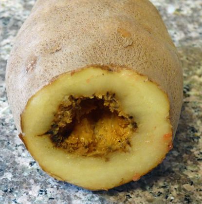 Potato With Hollow Heart Disease