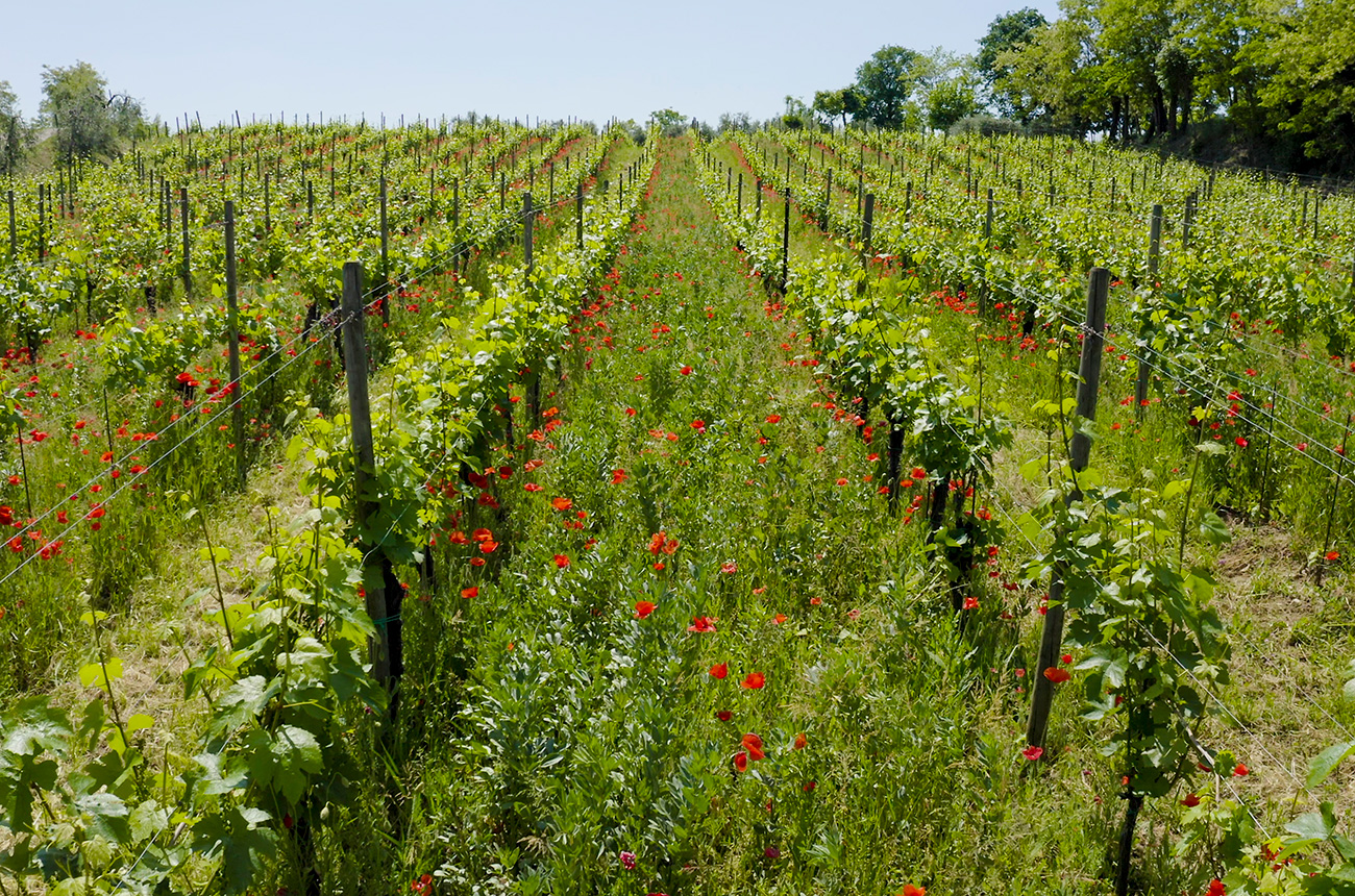 Franciacorta organic
