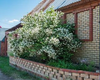 philadelphus