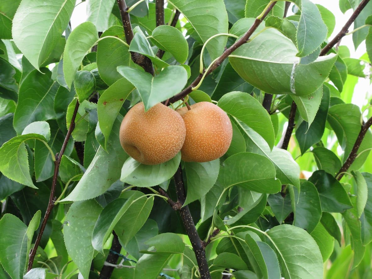 What Is An Ichiban Nashi Pear: How To Grow Ichiban Nashi Asian Pears