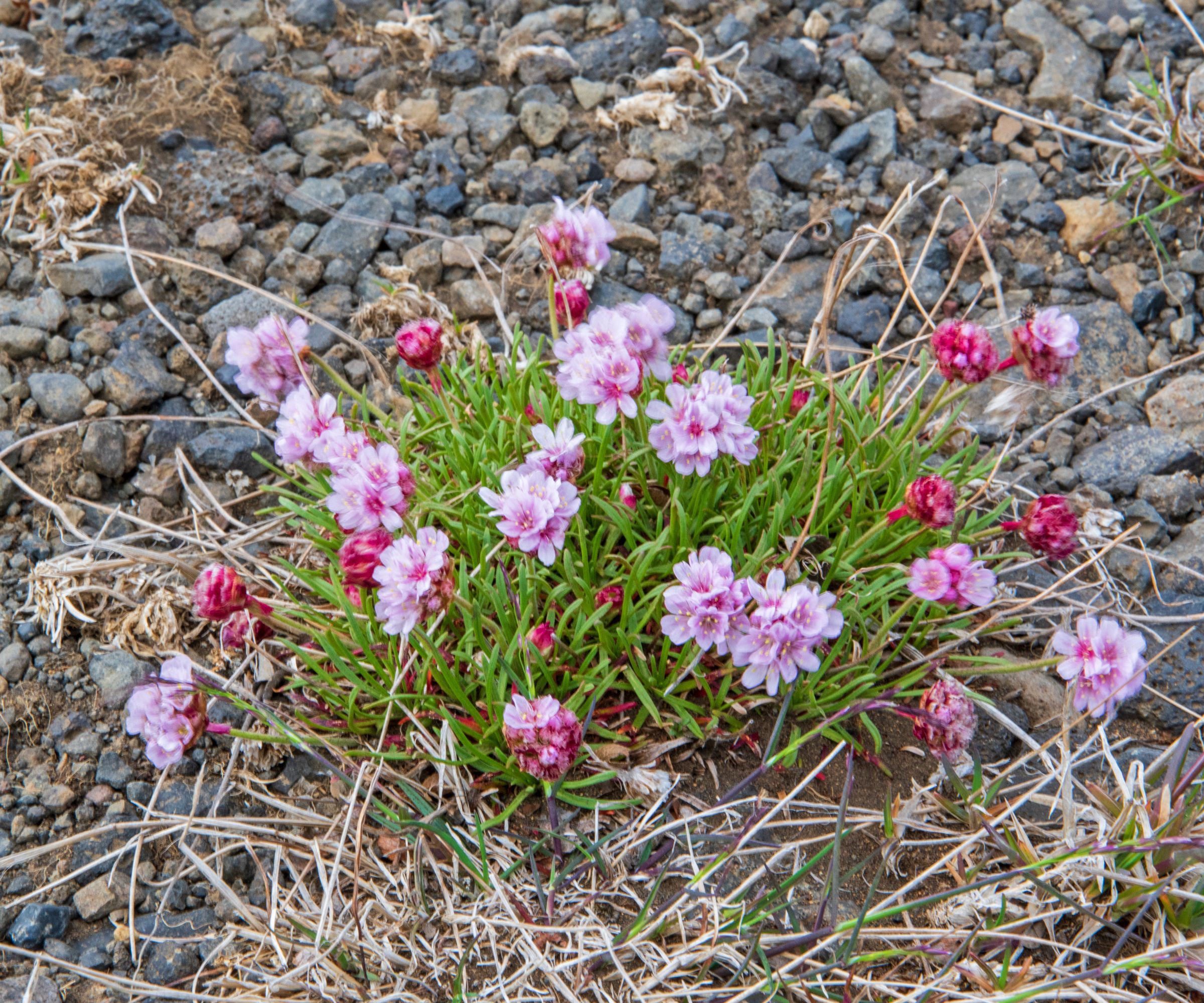 Sea thrift growing in a gravel