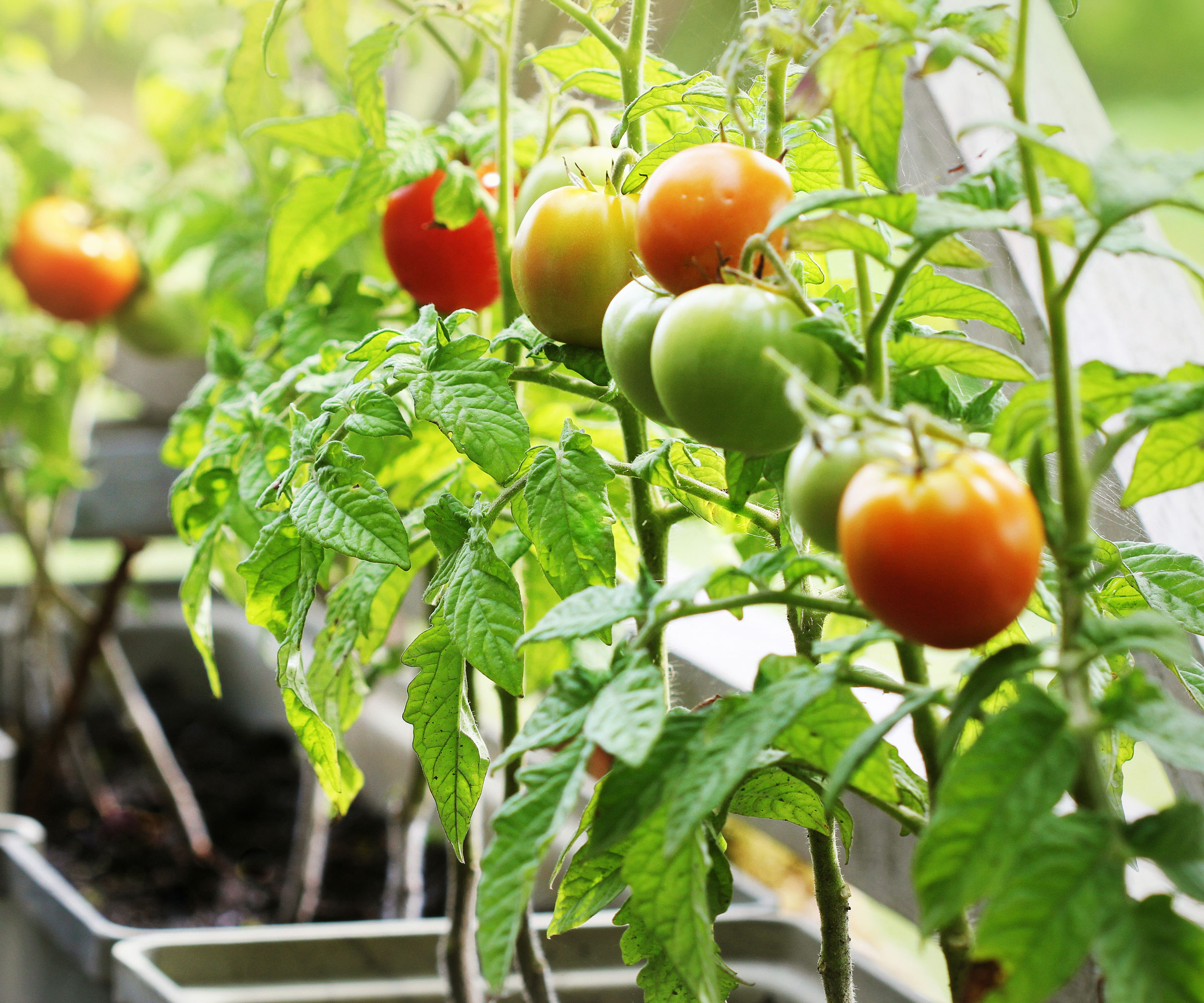 tomatoes growing in balcony container