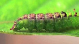 Caterpillars warn rivals by taping and scraping their hindquarters and mandibles. Scientists think it\'s a clue to how communication began out of other behaviors.