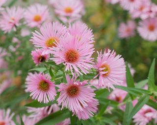 Aster 'Harrington's Pink'. Symphyotrichum novae-angliae 'Harrington's Pink New England aster flower.