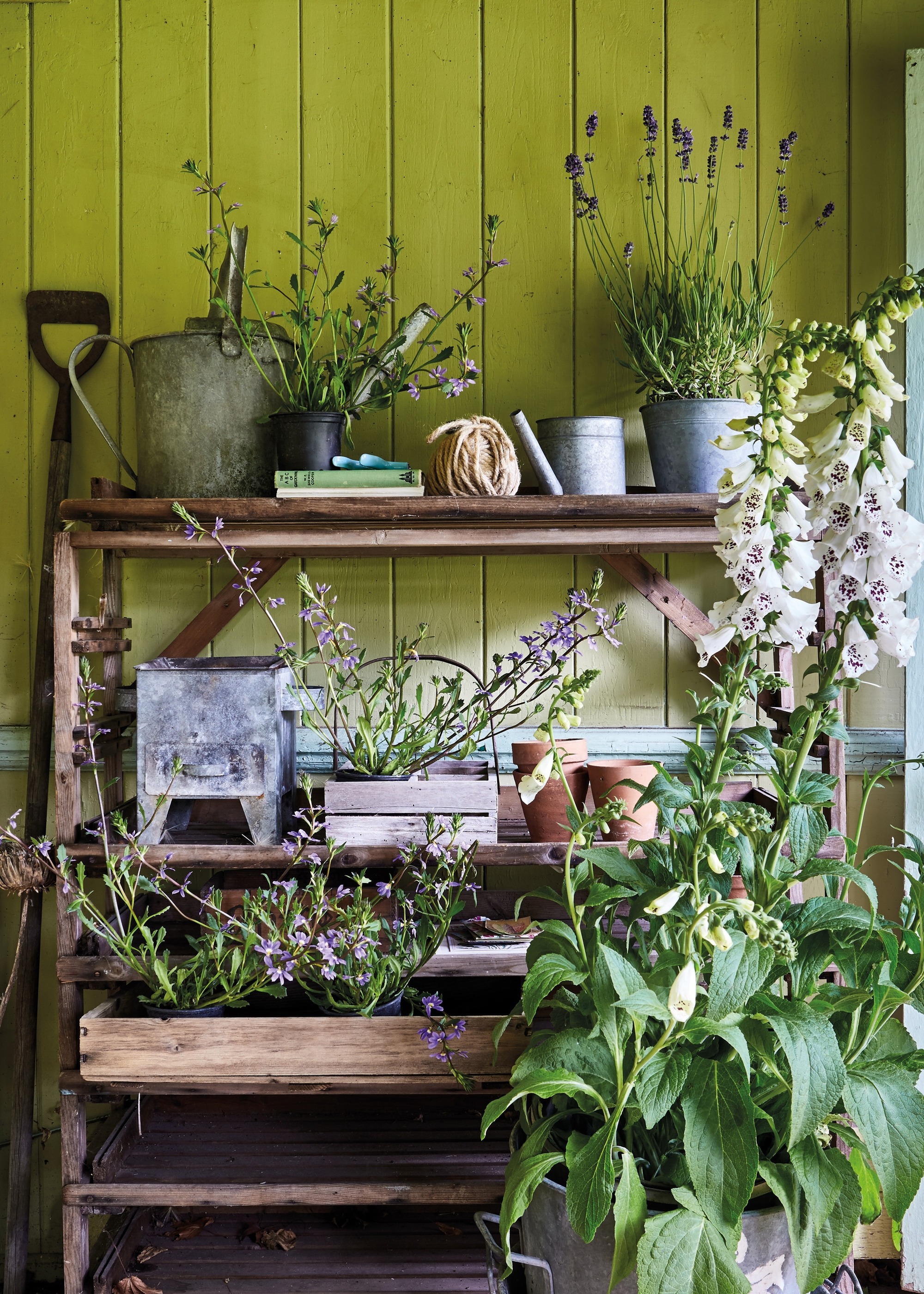 shed with lime green interior walls behind a wooden shelf unit with plants, pots, books and other items