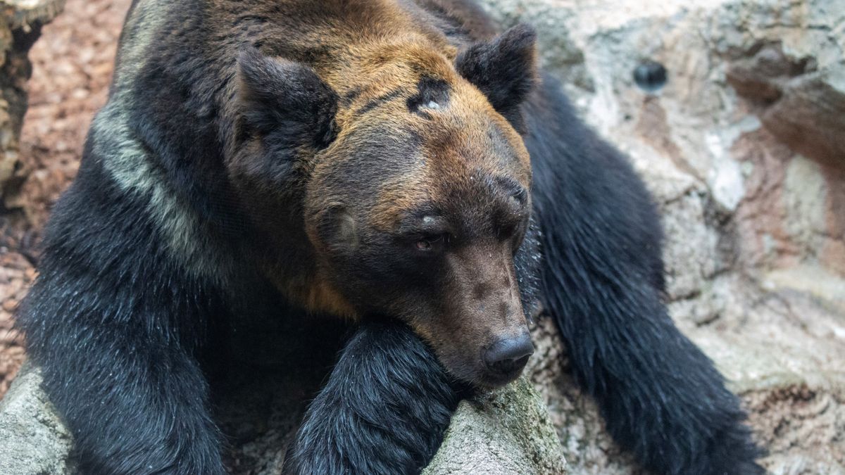 Ussuri brown bear on rock