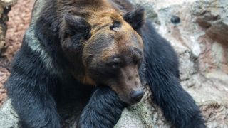 Ussuri brown bear on rock