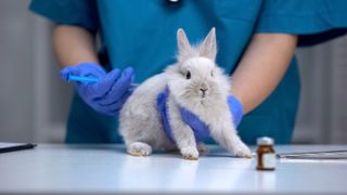 Rabbit being vaccinated