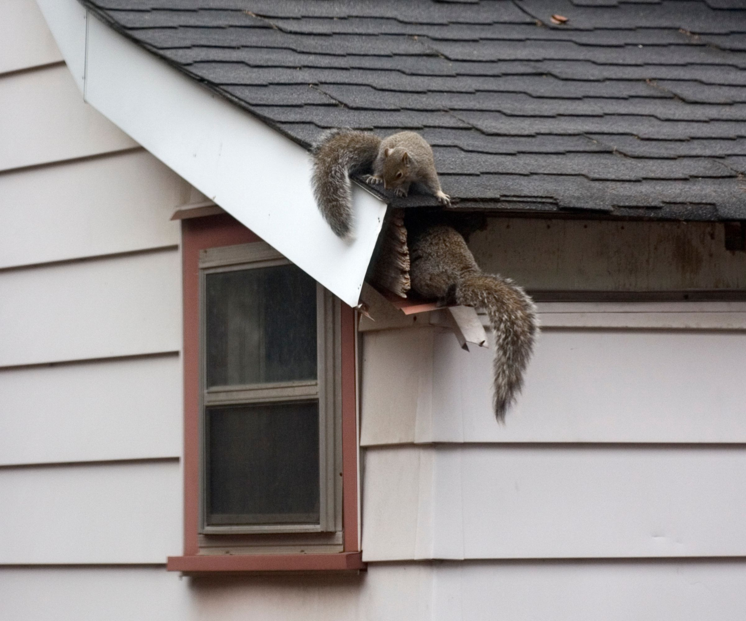 Family of squirrels nesting in house roof attic.