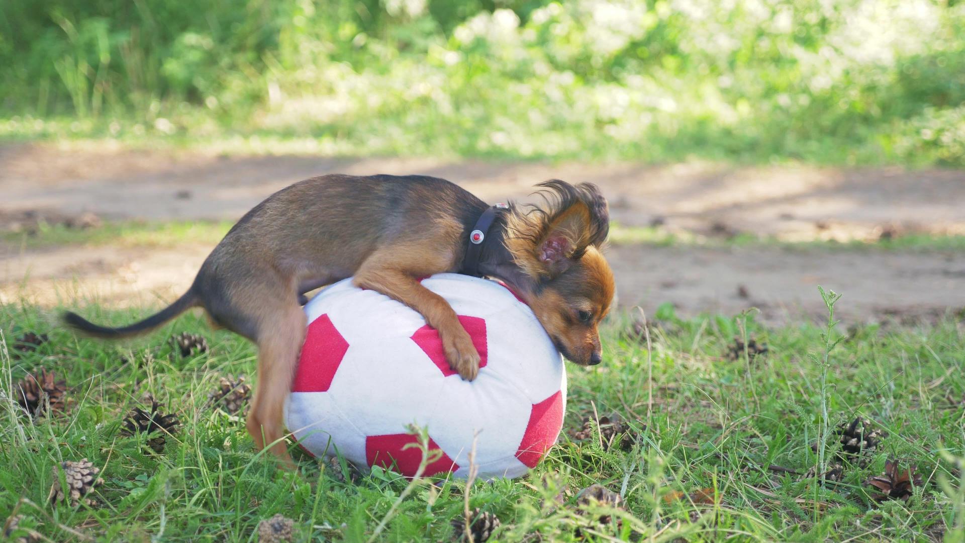 Puppy humping soccer ball