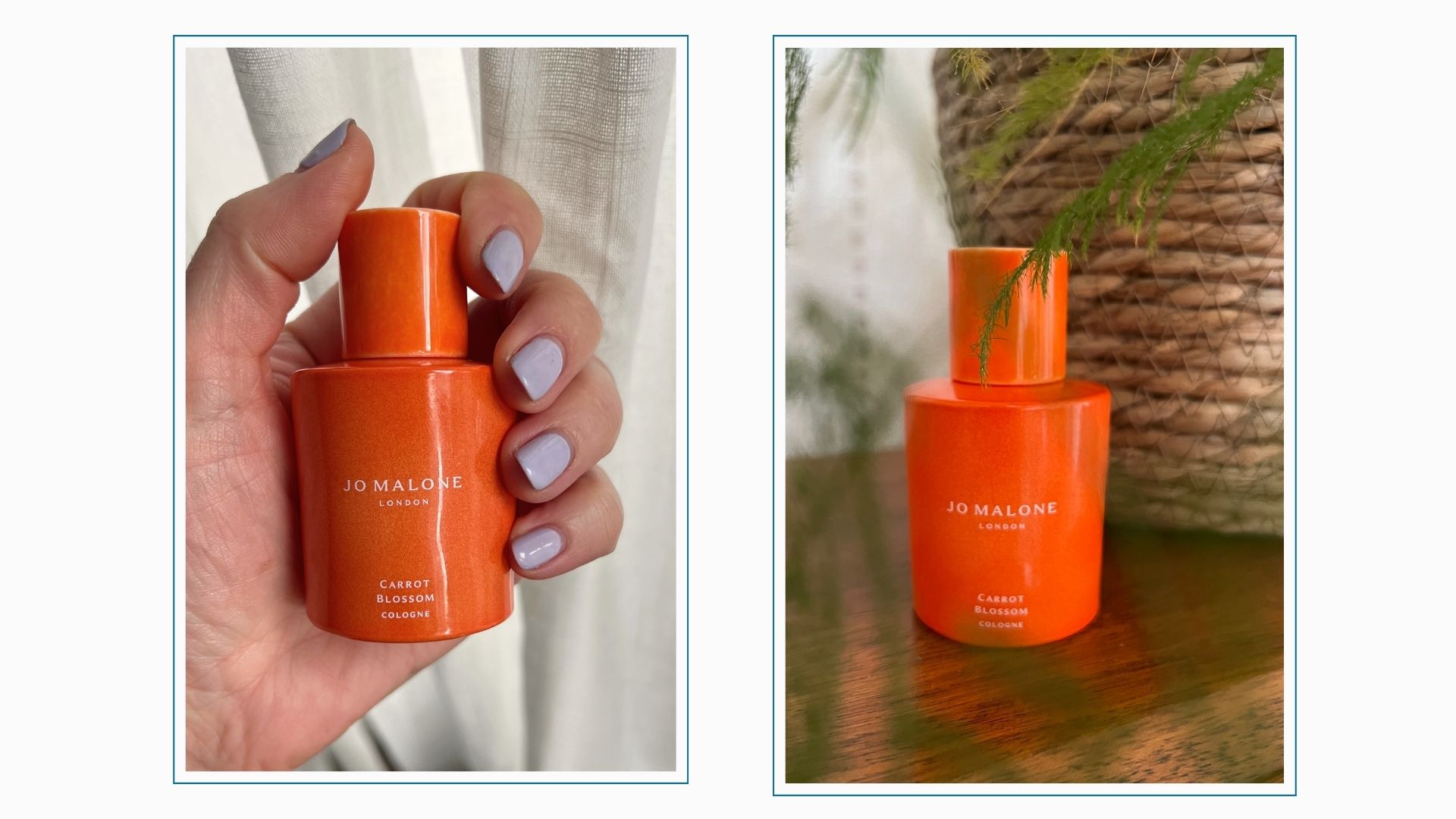jo malone london carrot blossom eau de cologne, being held in a hand with lilac fingernails, next to another jo malone london carrot blossom eau de cologne beside a plant on a wooden surface