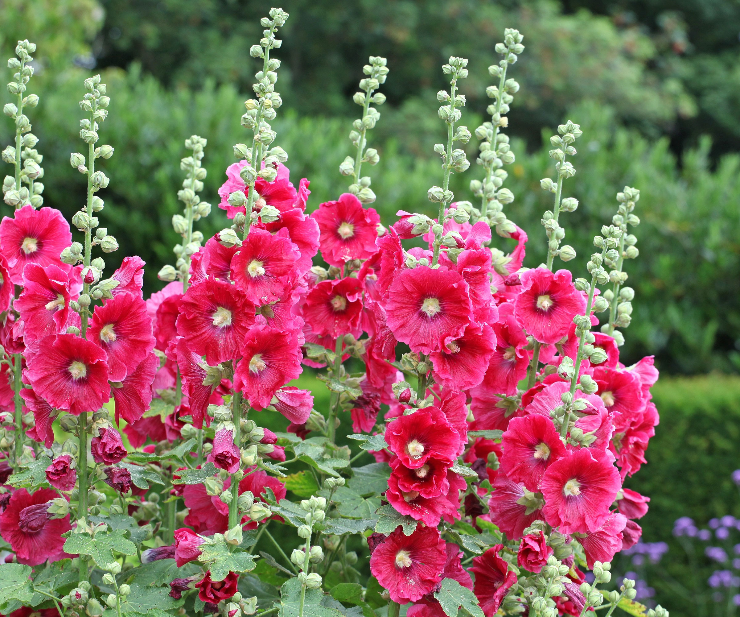 pink hollyhocks in full bloom in garden border