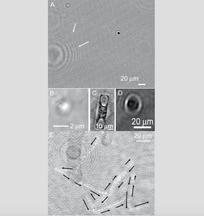 Greenland Microbes