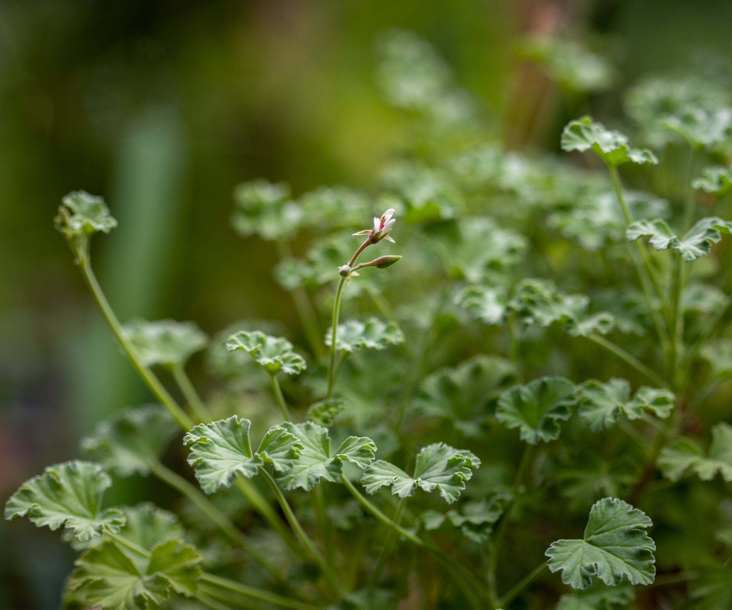 Green leaves and white flower of pelargonium plant