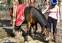 Horse_Rescue_Gosport_004th1.jpg