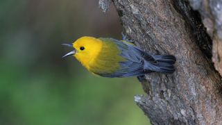 The now extinct Bachman's warbler (Vermivora bachmanii) looked very similar to the modern day prothonotary warbler (Protonotaria citrea).