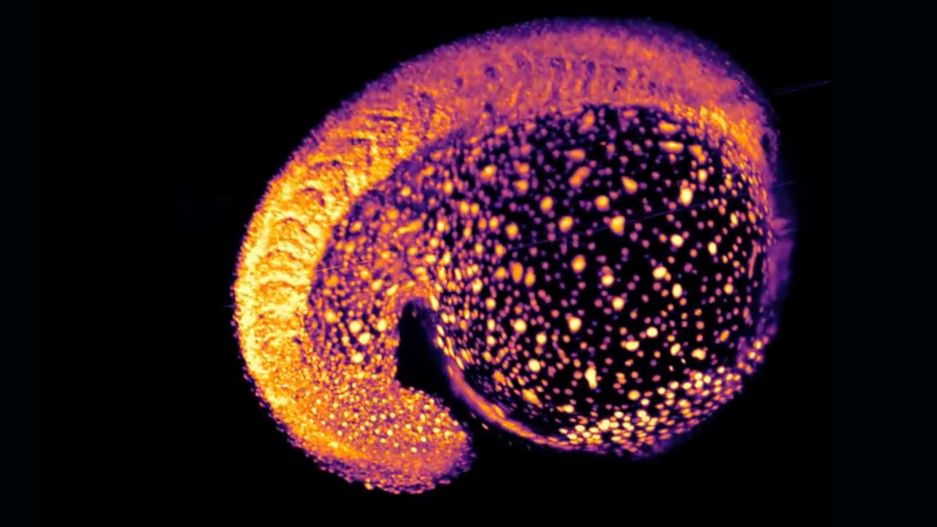 células laranja e amarelas brilhantes mostradas se reunindo em um embrião inicial, uma estrutura em formato de vírgula