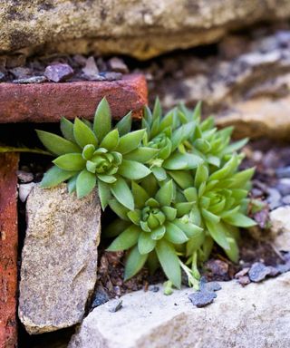 Sempervivums growing in crevices in a wall